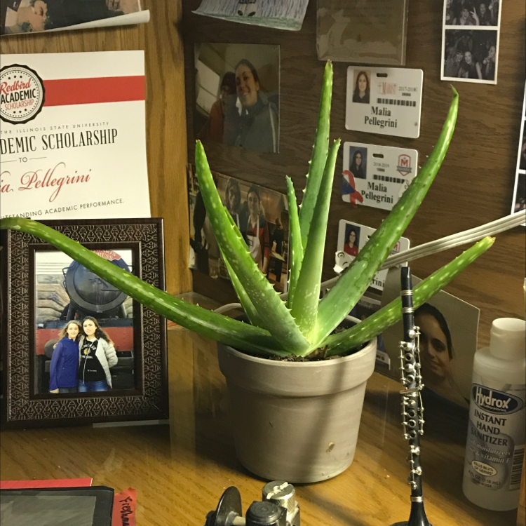 Aloe vera plant photo by @Theplantbabies named Alberto on Greg, the plant care app.