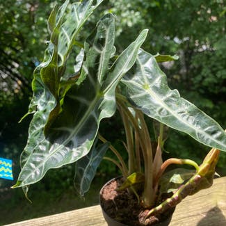 Variegated Alocasia plant in New York, New York