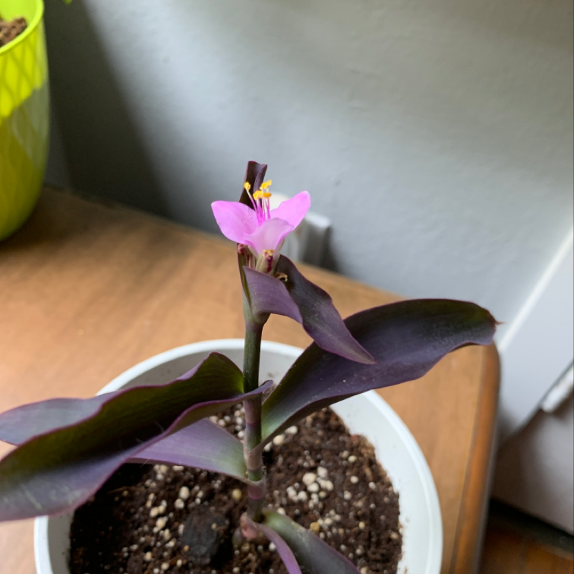 A healthy Purple Heart plant with vibrant purple leaves and a small pink flower, planted in a white ceramic pot.