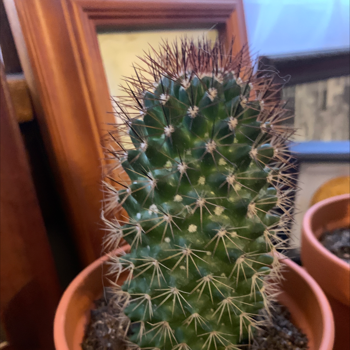 Photo of the plant species Cleistocactus smaragdiflorus by @BubblyBlacksage named Jeanette on Greg, the plant care app