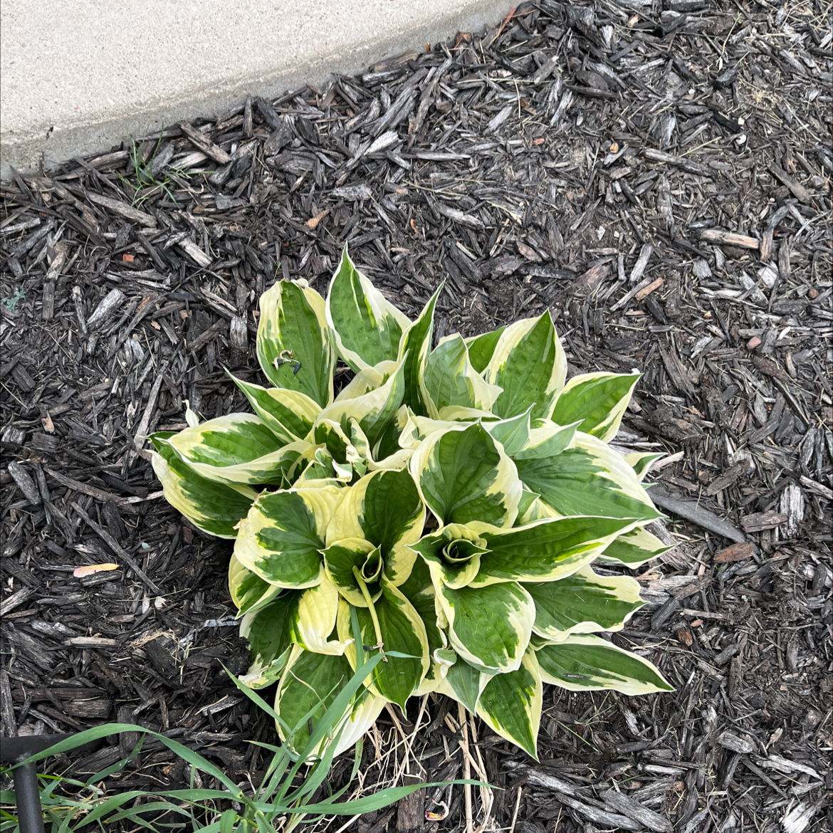 Hosta sieboldii plant with variegated leaves, healthy and well-framed.
