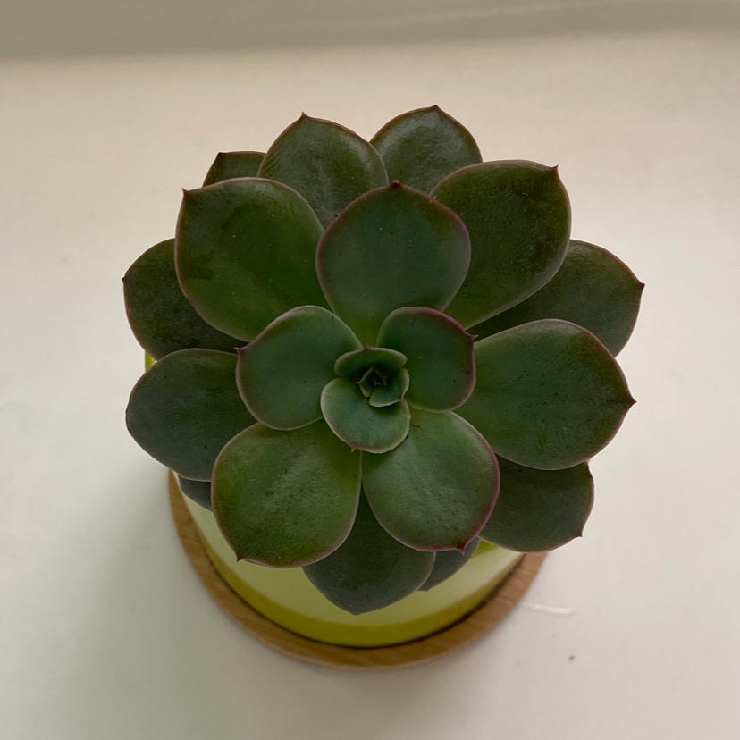 Photo of the plant species Saucer Plant by @bagelluvr69 named Bernie on Greg, the plant care app