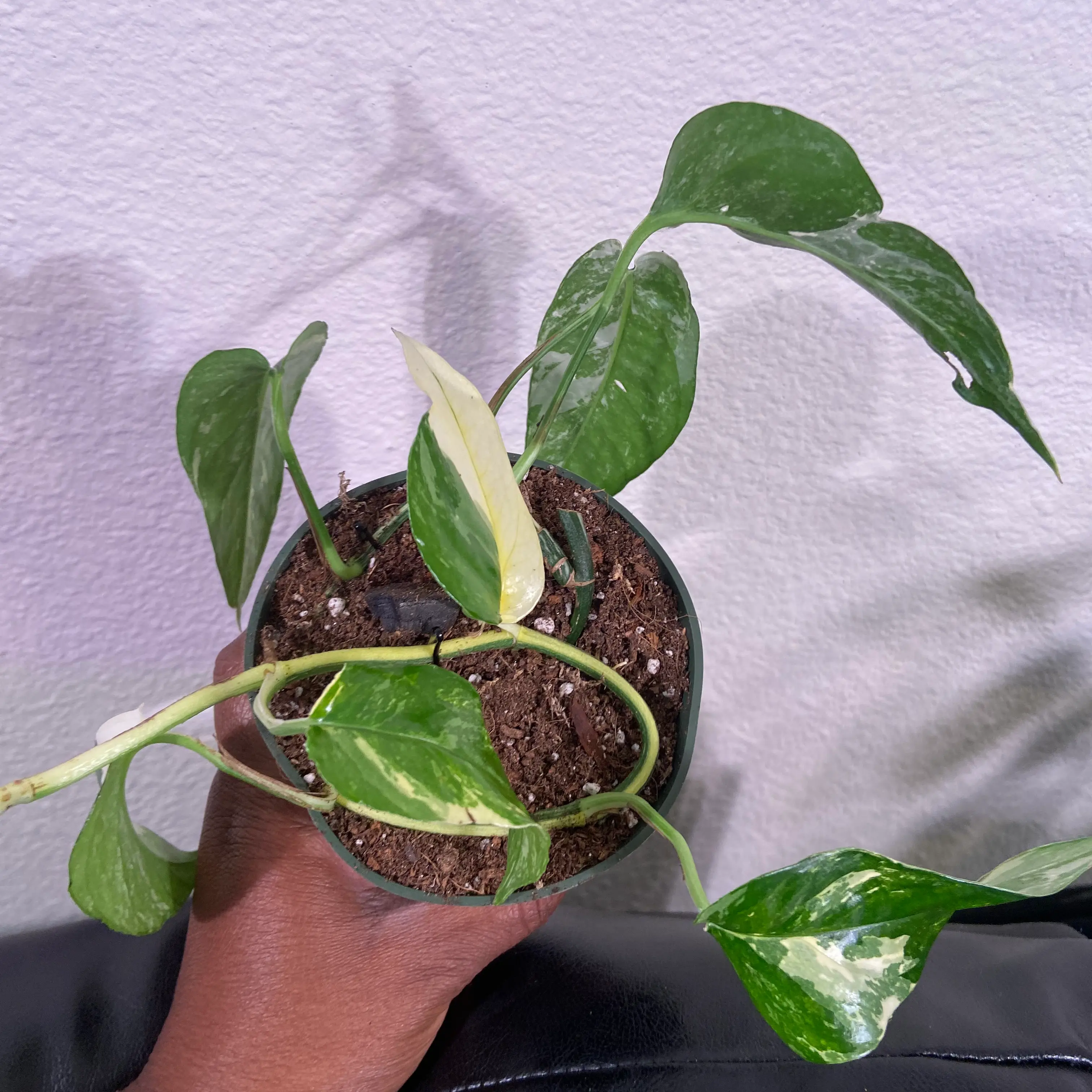 Albo Epipremnum Pinnatum plant with variegated leaves in a small pot, held by a hand.