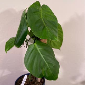 Philodendron Dodsonii plant in Somewhere on Earth