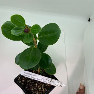 Ficus Ginseng plant in Somewhere on Earth