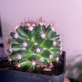 Eve's Needle Cactus plant in Somewhere on Earth