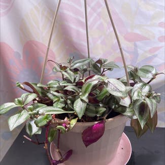 Tradescantia Zebrina plant in Somewhere on Earth