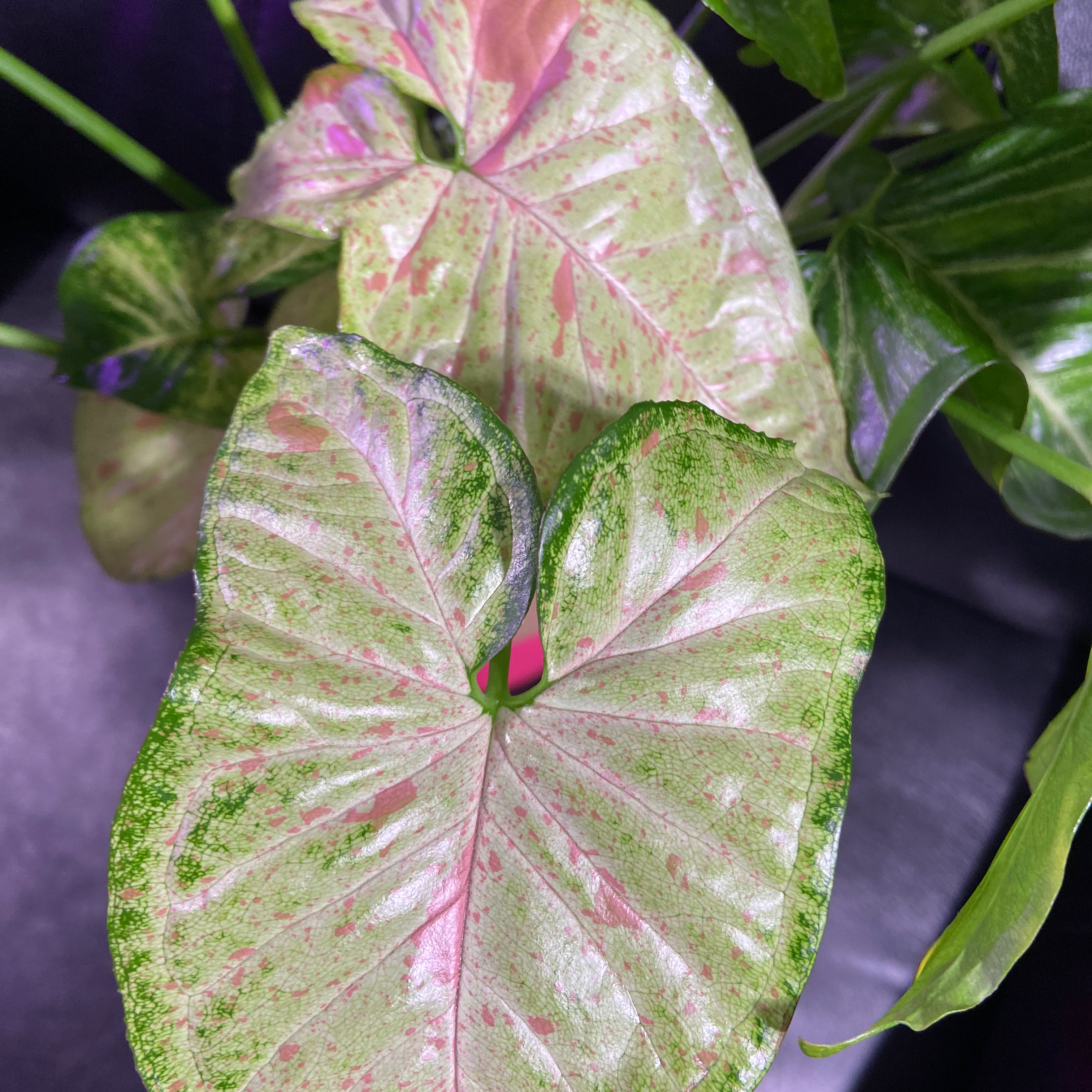 Confetti Syngonium plant with variegated green, pink, and white leaves.