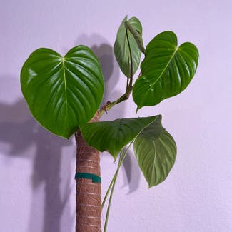 Philodendron Quelelii plant in Somewhere on Earth
