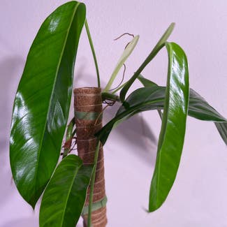 Philodendron Lehmannii plant in Somewhere on Earth