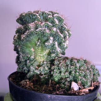 Cereus Cactus plant in Somewhere on Earth