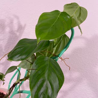 Philodendron Ornatum CF plant in Somewhere on Earth