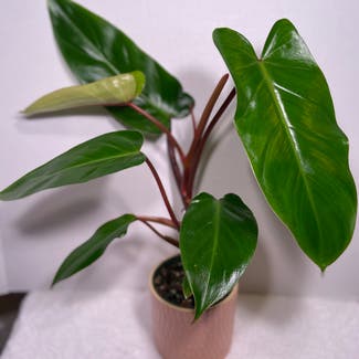 Red Emerald Philodendron plant in Somewhere on Earth