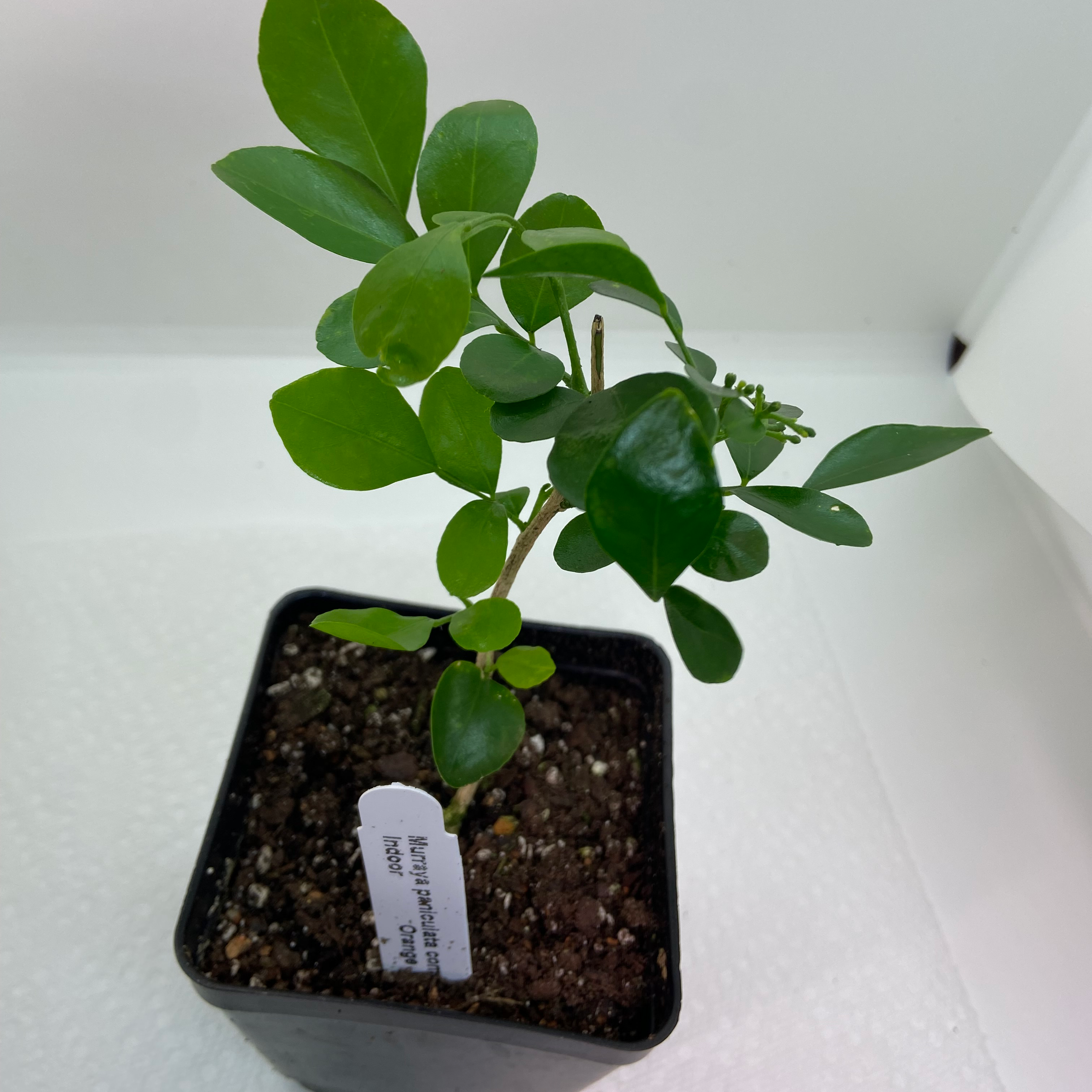 Young Mock Orange plant in a small pot with healthy green leaves.