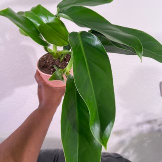 Philodendron Heleniae plant in Somewhere on Earth