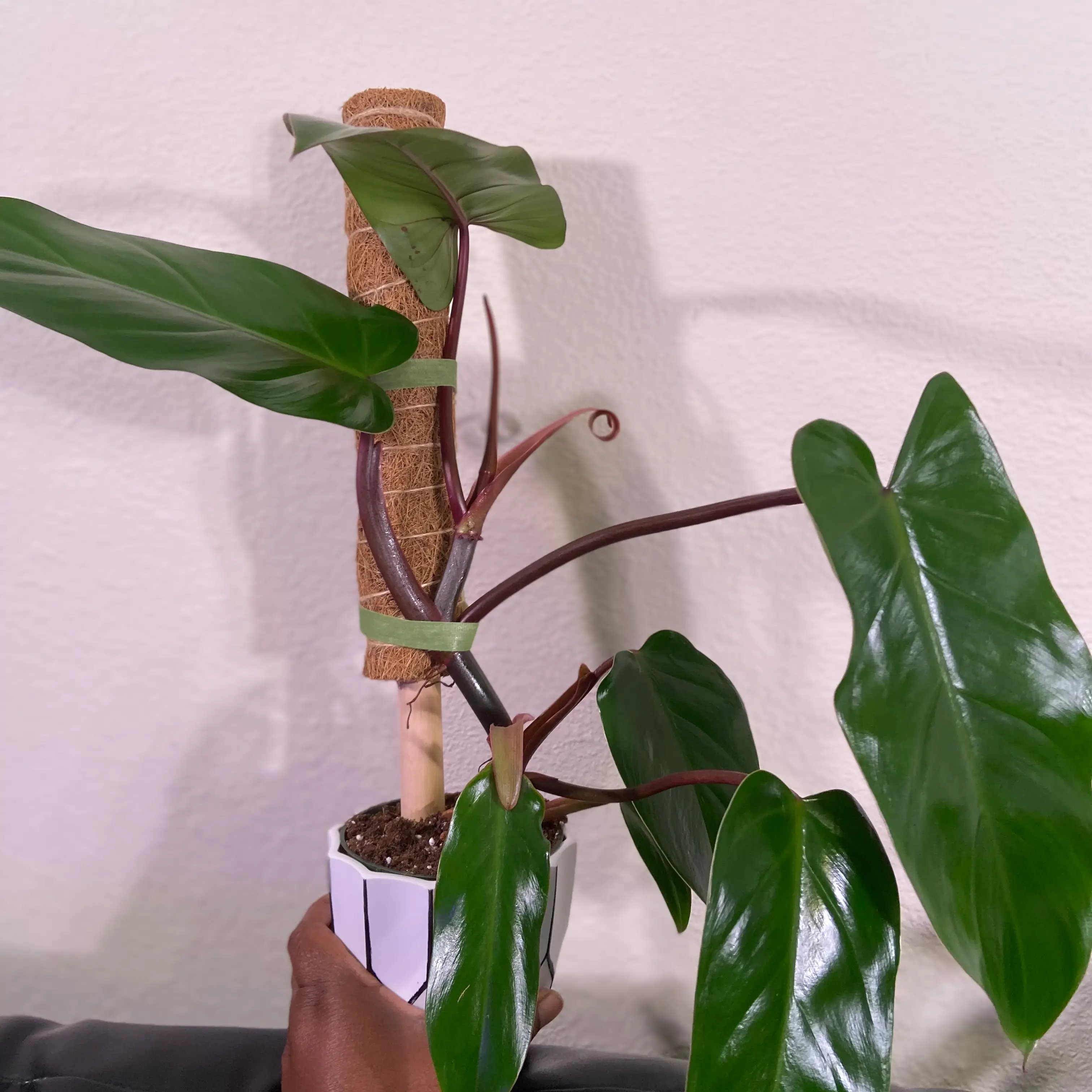 Red Emerald Philodendron plant with healthy green leaves supported by a stake.