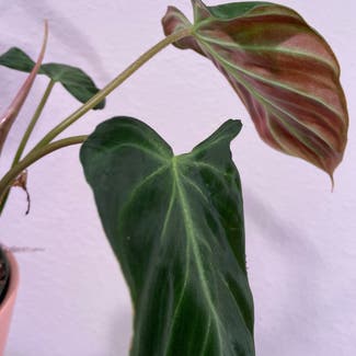 Philodendron Verrucosum Amazon Sunset plant in Somewhere on Earth