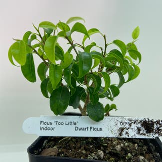 Dwarf Ficus plant in Somewhere on Earth