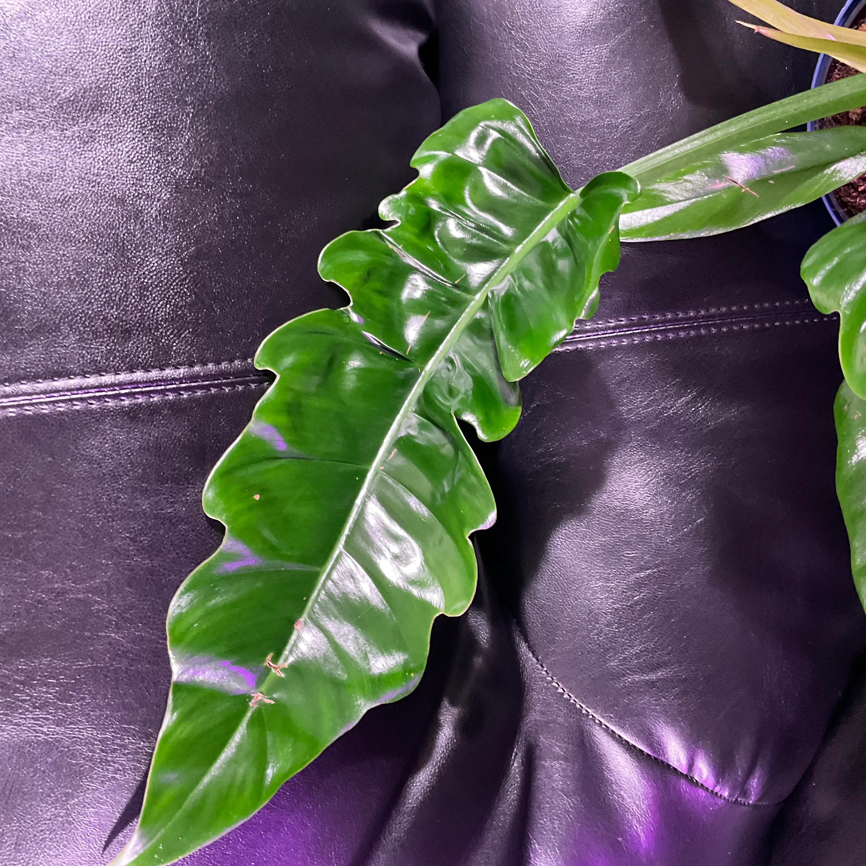 Tiger Tooth Philodendron with glossy, green leaves against a dark background.