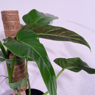 Philodendron subhastatum plant in Somewhere on Earth