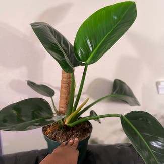 Philodendron 'Imperial Green' plant in Somewhere on Earth