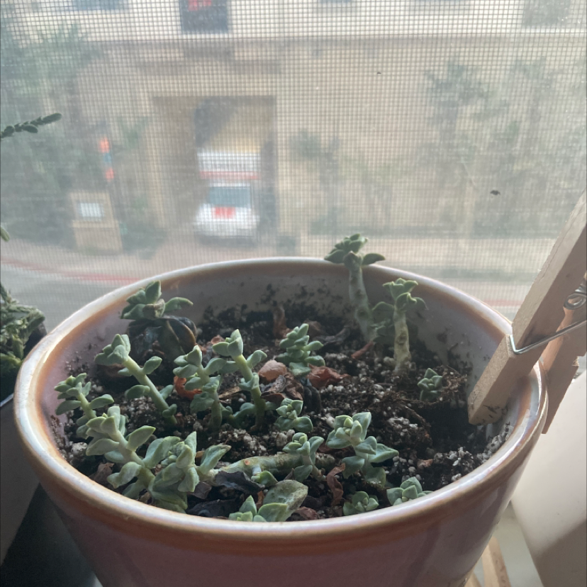 Potted Crassula mesembryanthemoides plant in a window setting with visible soil.
