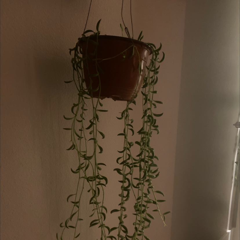 String of Bananas plant photo by @Macu named Carl on Greg, the plant care app.