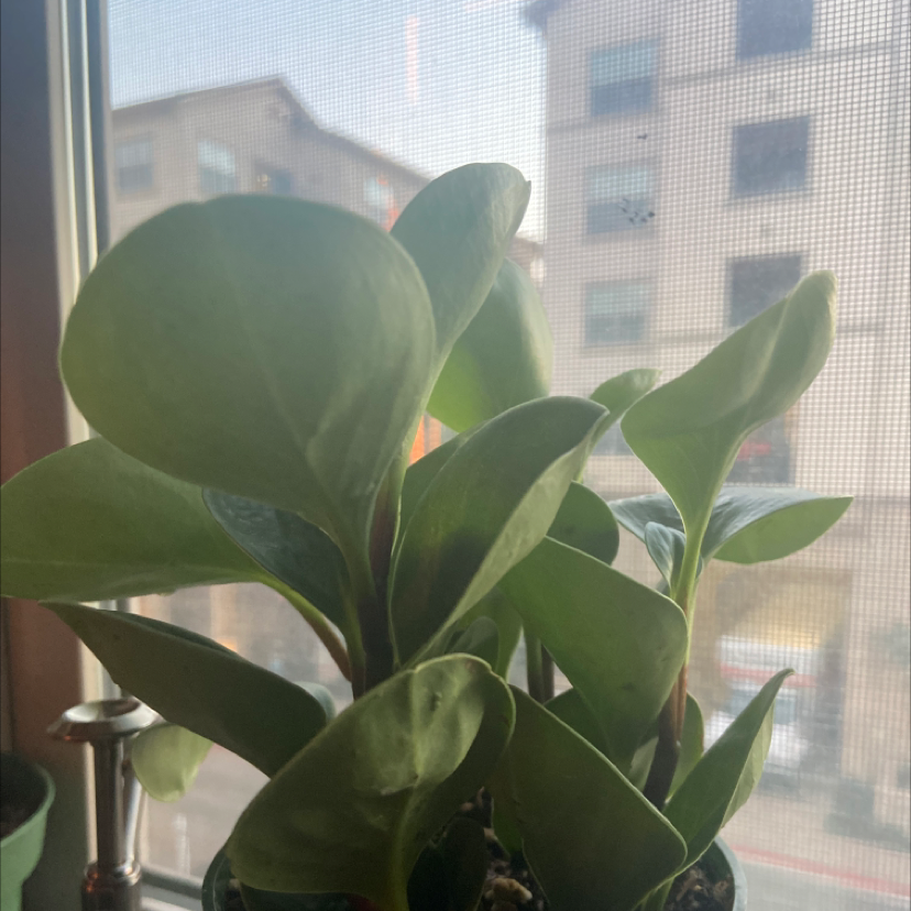 Lemon Lime Peperomia plant near a window, healthy green leaves.