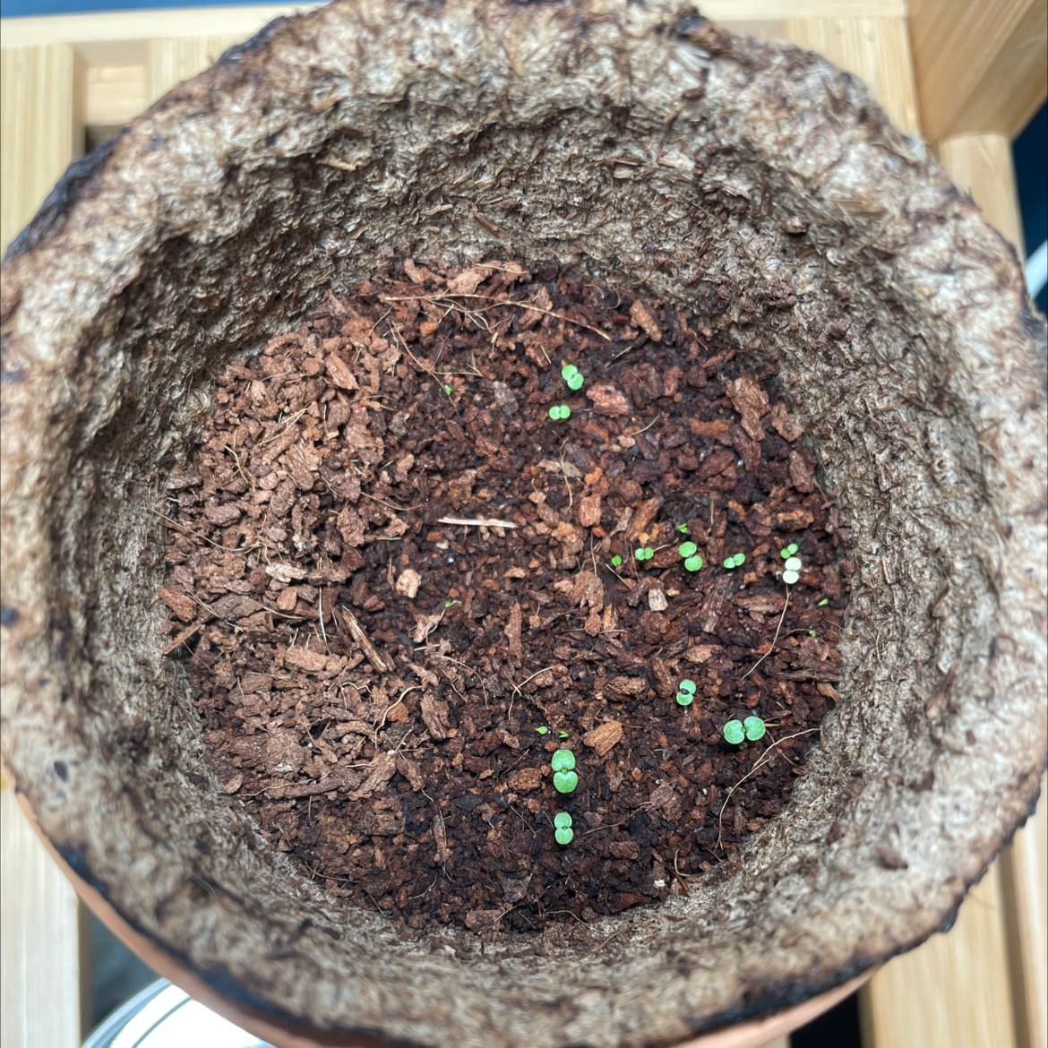 Young mint seedlings emerging from well-drained soil in a small pot.