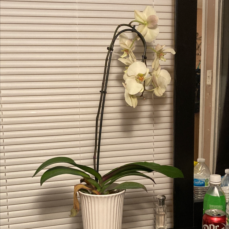Photo of the plant species Urceolina amazonica by @GroundedTule named Snow 🫶🏽 on Greg, the plant care app