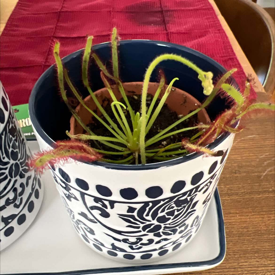 Cape Sundew plant in a decorative pot with visible soil, well-framed and in focus.