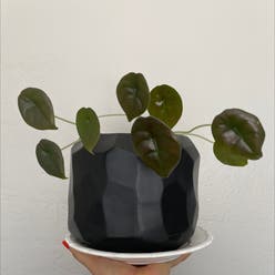 Jewel Alocasia plant