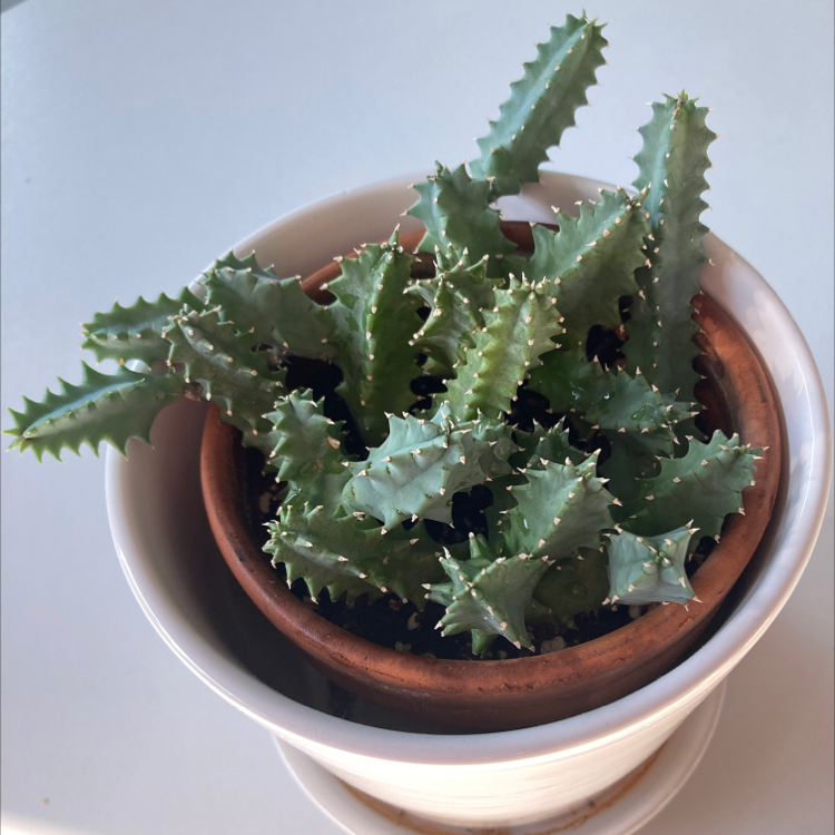 Potted Candelabra Cactus with multiple green stems, healthy appearance.