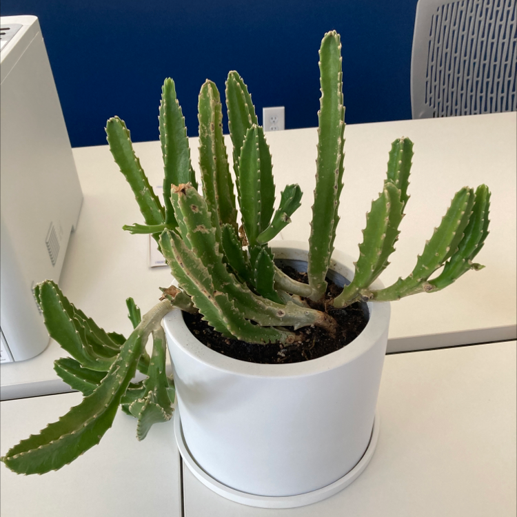 Zulu Giant plant in a white pot on a table, appears healthy.
