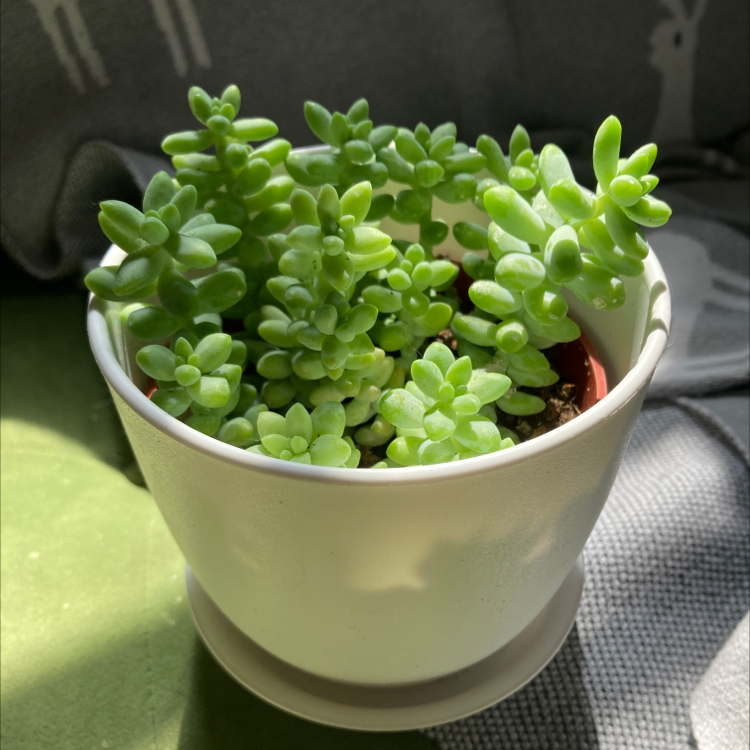 Photo of the plant species Jelly Bean Plant by @Rednerite named Sprigs on Greg, the plant care app