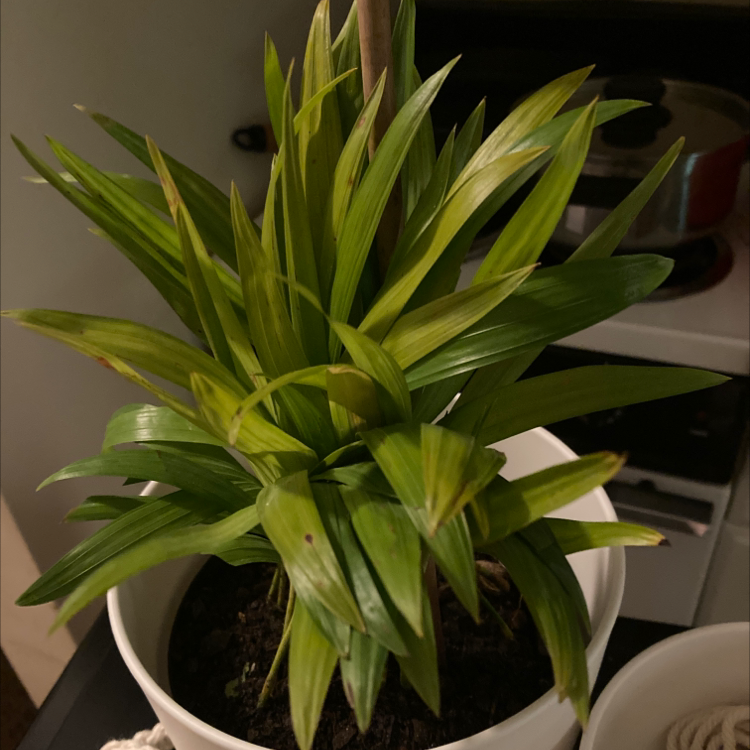 Cornstalk Dracaena plant photo by @Rednerite named Spike on Greg, the plant care app.