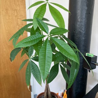 Money Tree plant in Revere, Massachusetts