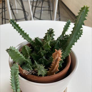 Candelabra Cactus plant in Revere, Massachusetts