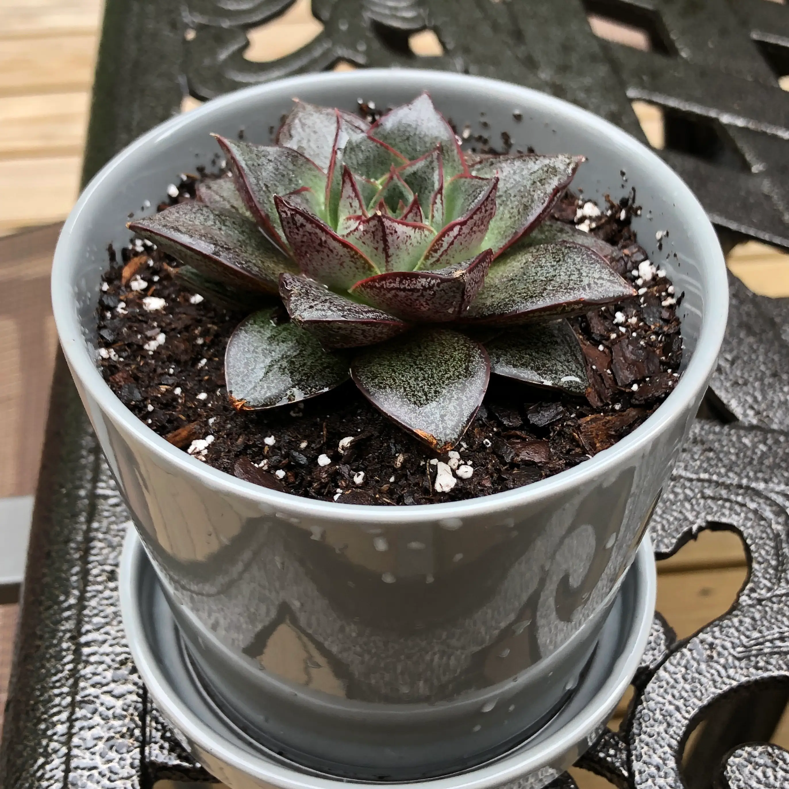 Potted Echeveria 'Dionysos' succulent in a gray pot with visible soil.