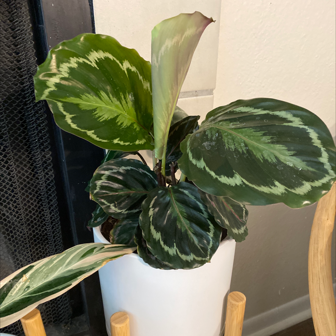 Calathea 'Medallion' plant in a white pot with variegated green and white leaves.
