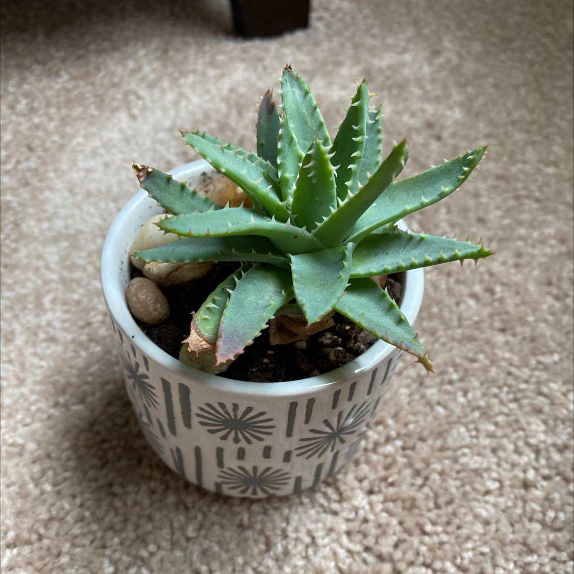 Potted Short-Leaved Aloe plant with some browning leaf tips in a decorative pot on a carpet.