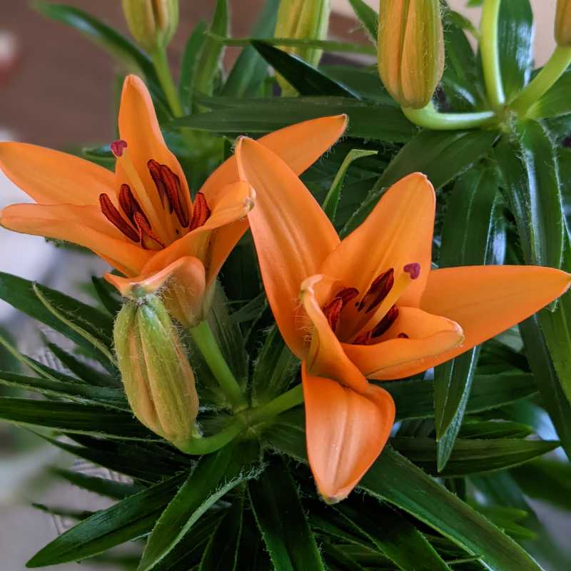 Lily