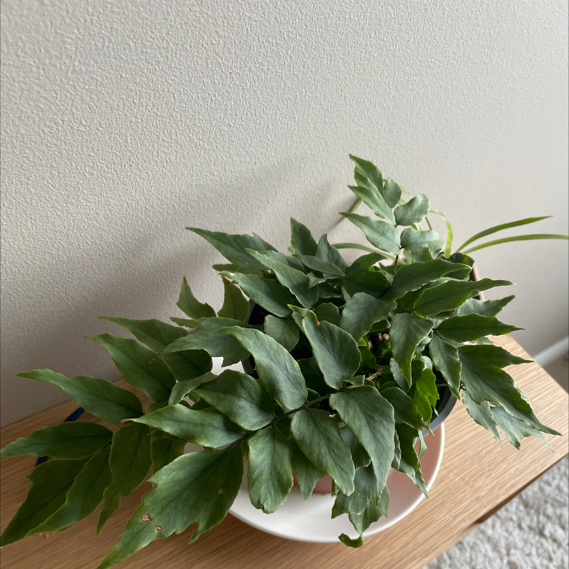 House Holly-Fern plant with healthy green leaves in a pot on a wooden surface.