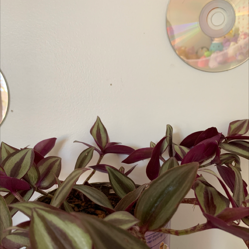 Tradescantia Zebrina plant photo by @Sneakymouse named Iris on Greg, the plant care app.