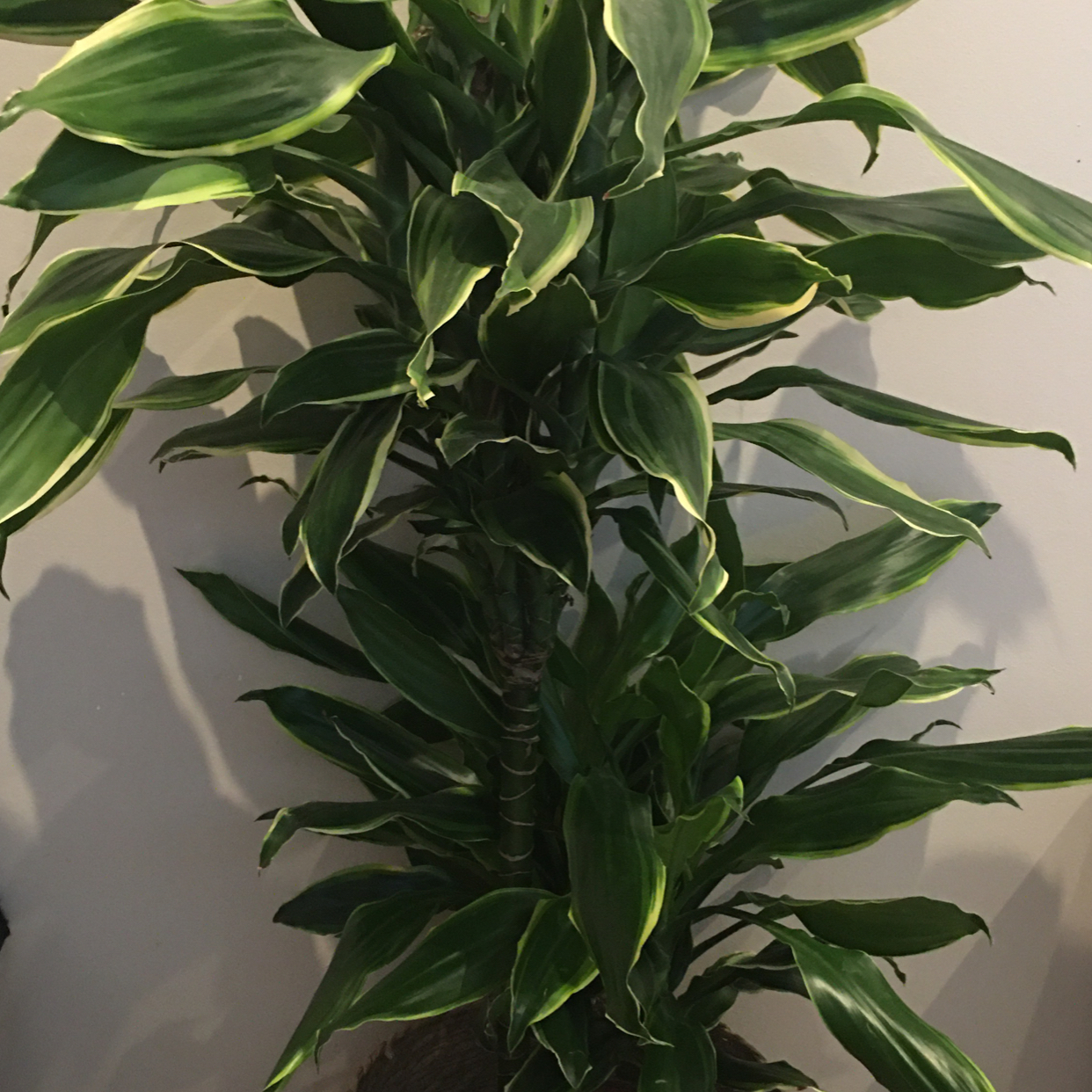 Dracaena Dorado plant with lush green leaves and yellow edges.