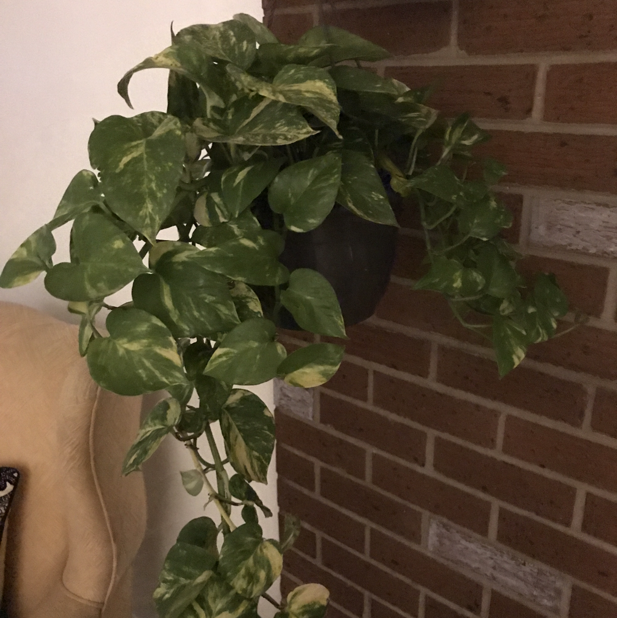 Hawaiian Pothos plant with variegated green and yellow leaves in a hanging pot against a brick wall.