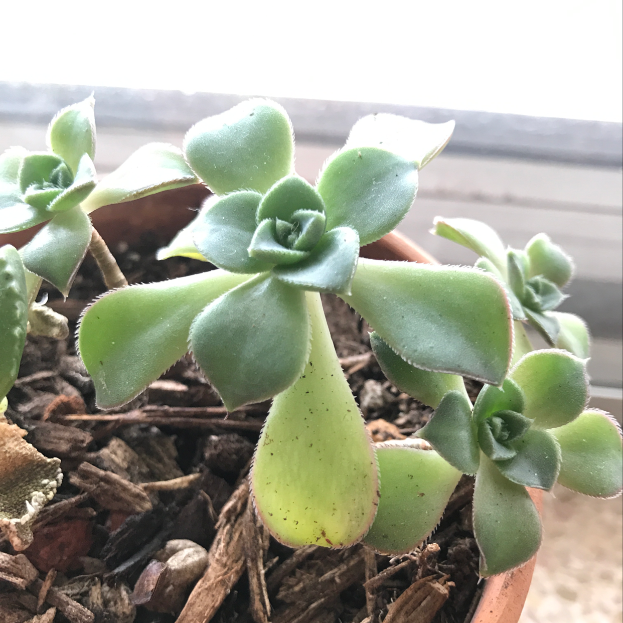 Haworth's Aeonium plant with some yellowing leaves at the base, potted with visible soil.