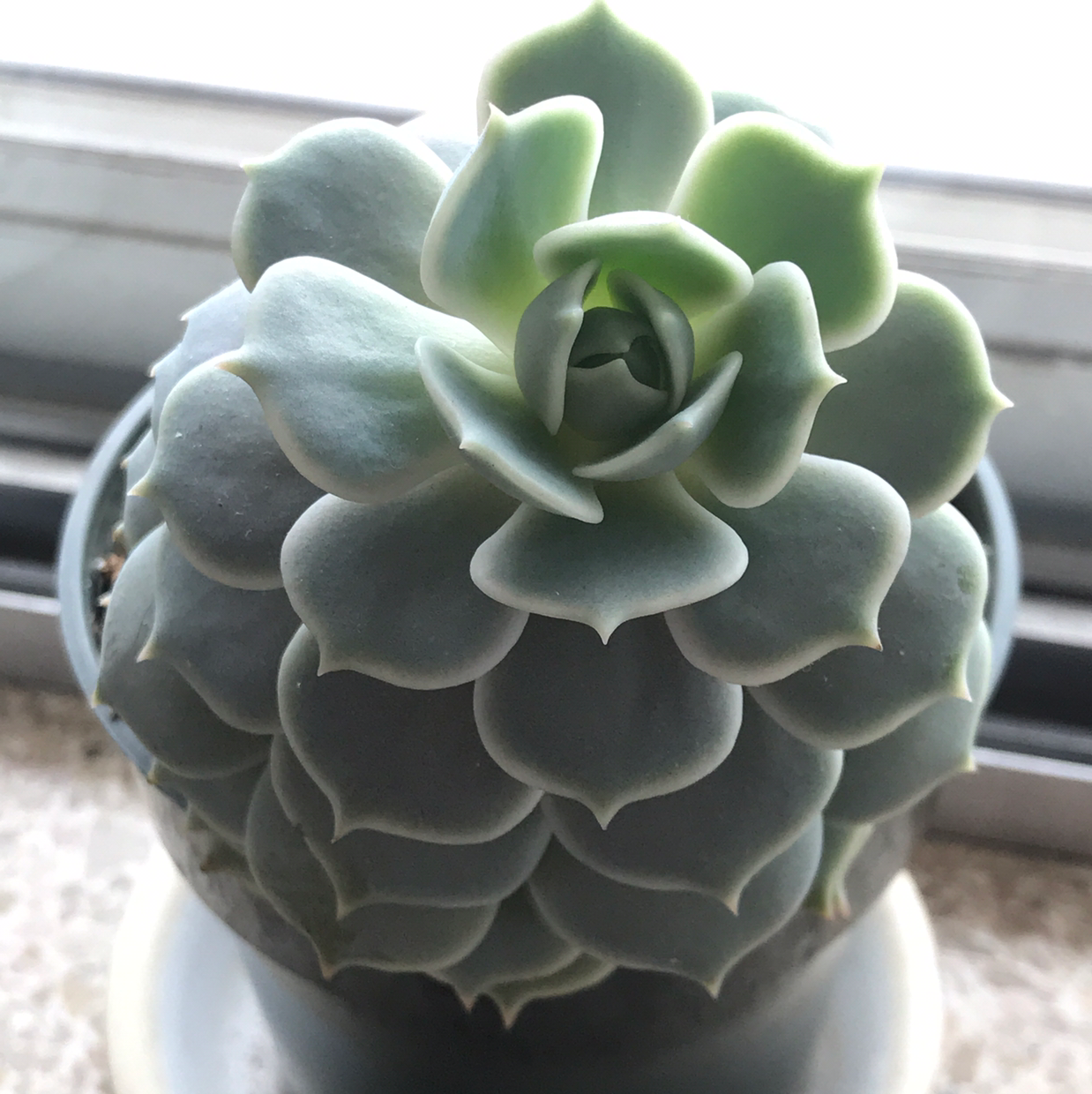 Healthy Blue Echeveria plant in a pot with well-formed leaves.
