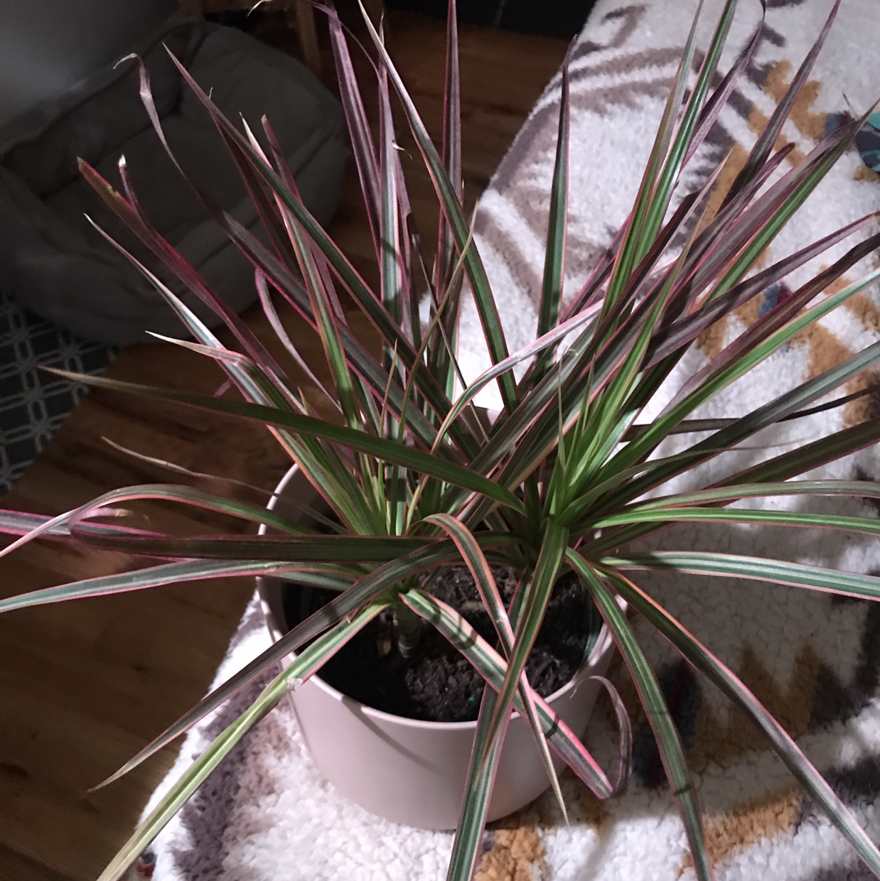Dracaena 'Ray of Sunshine' plant with green and pinkish-red striped leaves in a pot.