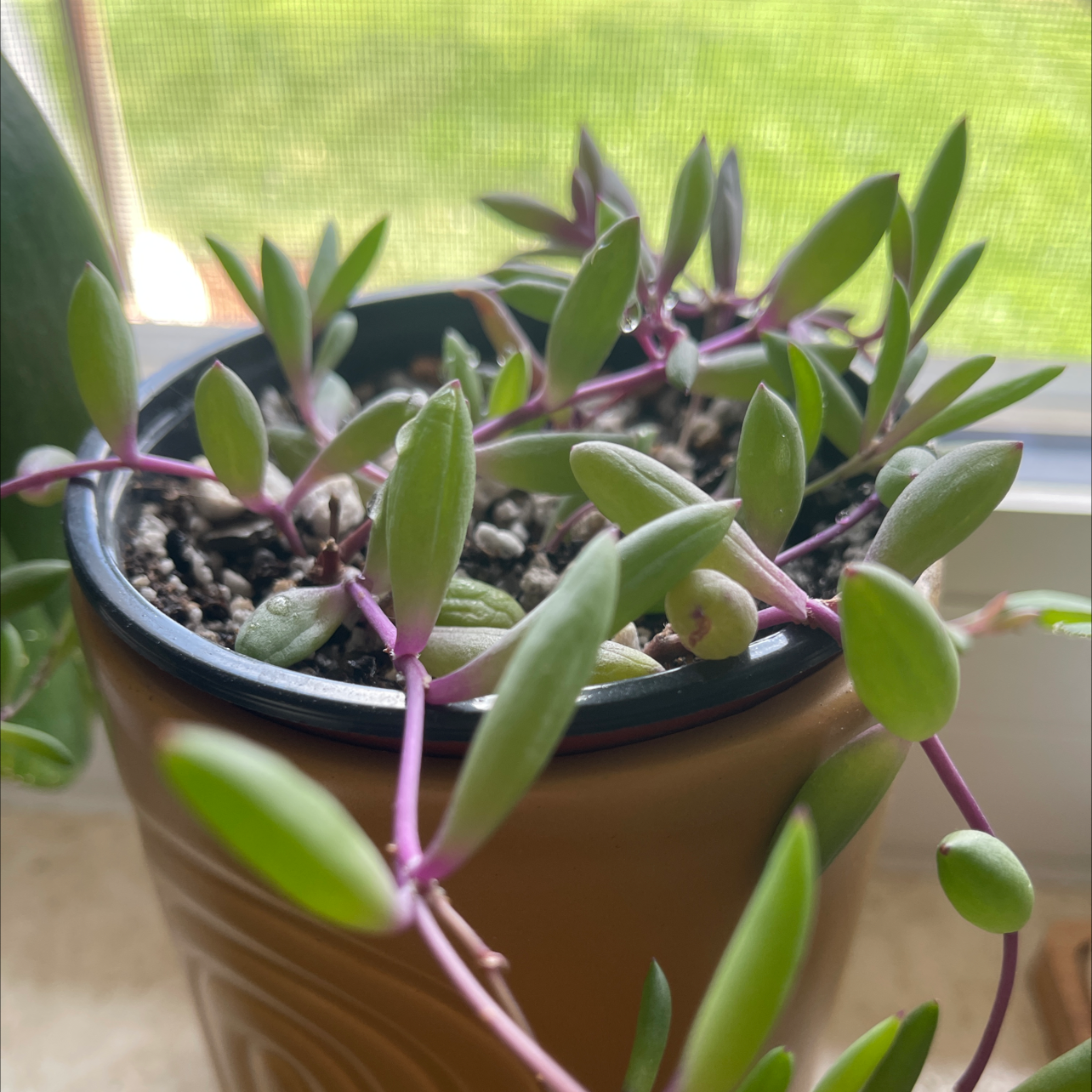 Potted ruby necklace plant with green leaves and purple stems, appears healthy.